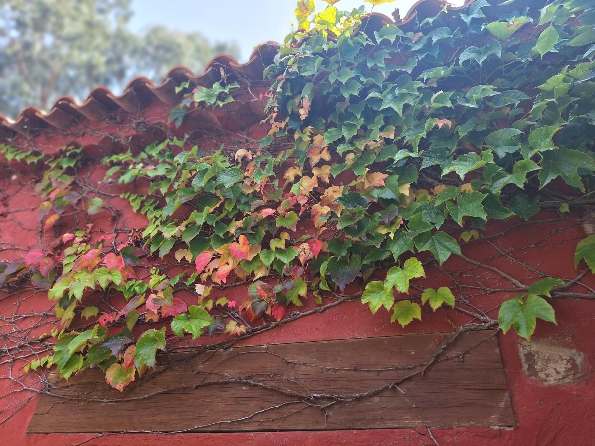 Casa Rural Con Piscina Privada El Roble Moya  Eksteriør bilde